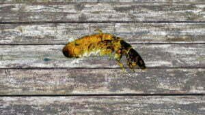 Lire la suite à propos de l’article CONNAÎTRE LES INSECTES