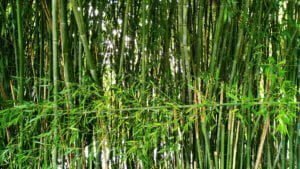 Lire la suite à propos de l’article FABRIQUER UNE CANNE DE BAMBOU